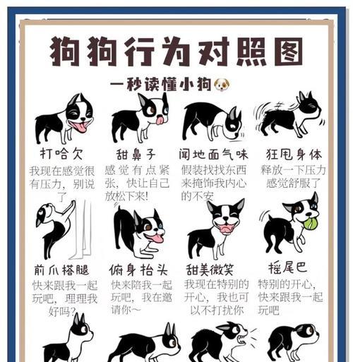 常见狗狗价格揭秘（了解不同品种的狗狗价格是怎么样的）