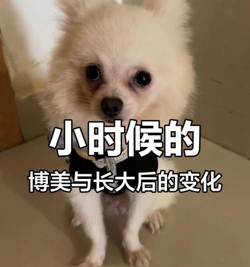 博美的猴子期长久还是短暂？（探究猴子期在博美犬中的表现及持续时间）