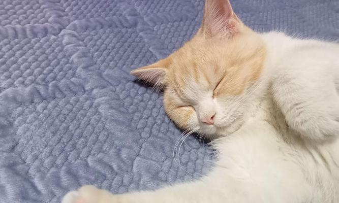 中等城市家庭养四只猫的每月花销（详解中等城市家庭每月养猫的费用及节省的技巧）