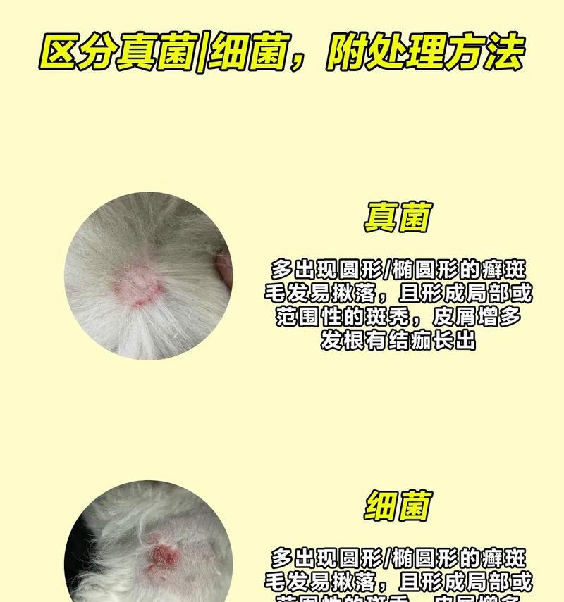 狗狗真菌感染后，长毛需要多久？（真菌感染对狗狗毛发生长的影响及预防措施）