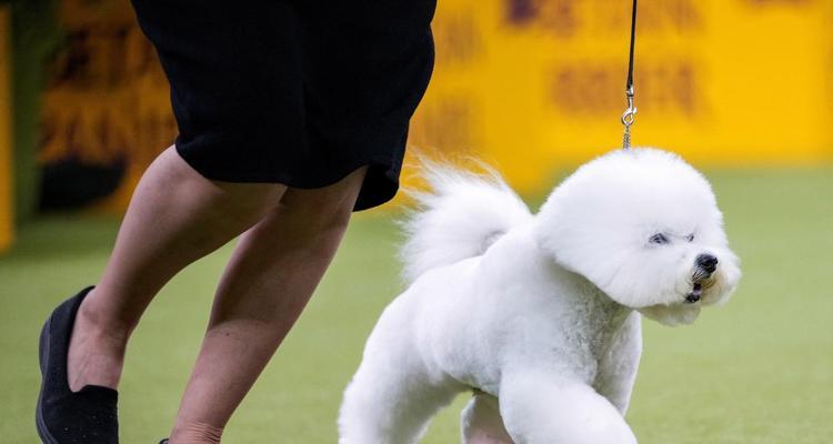 以犬展比赛一场打多久？（探究犬展比赛时间的长短及其关键因素）