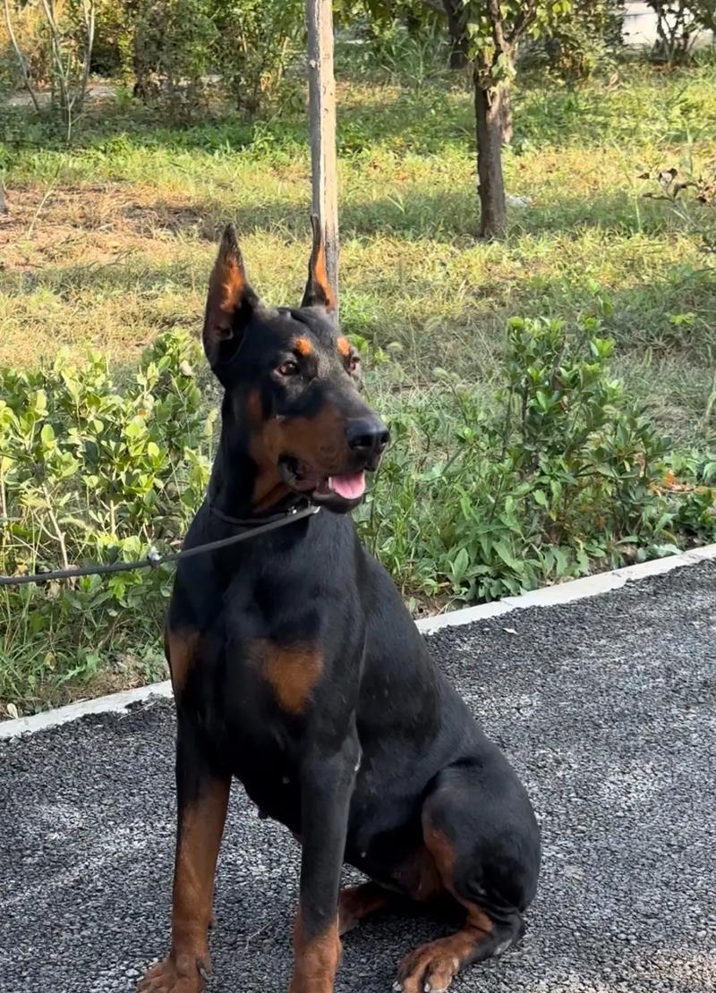 优秀护卫犬（无私保护，让你安心无忧）