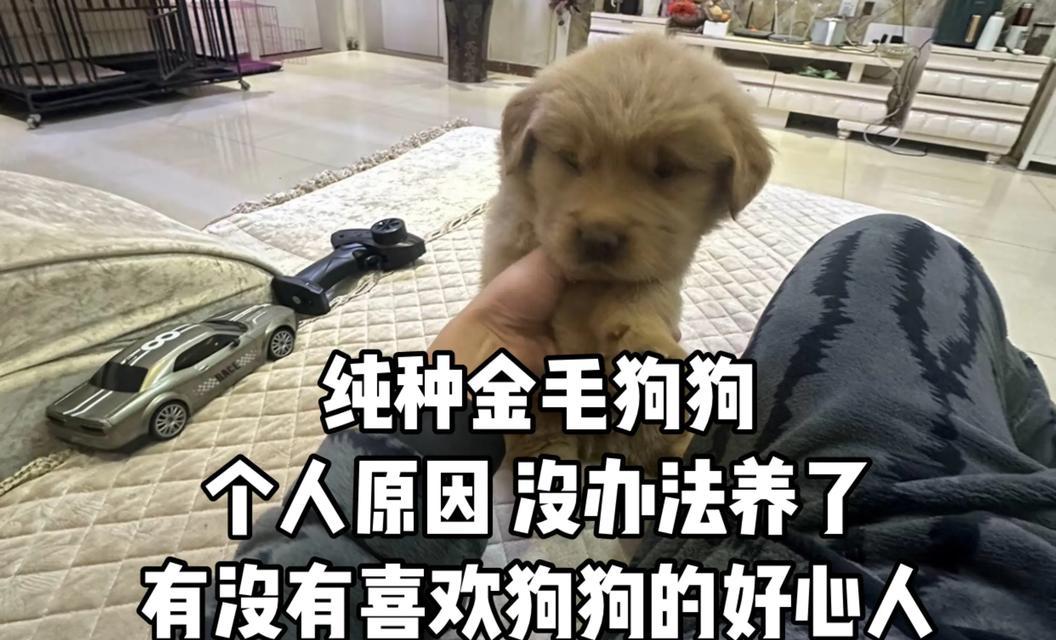 养宠物的益处（为什么应该养宠物）