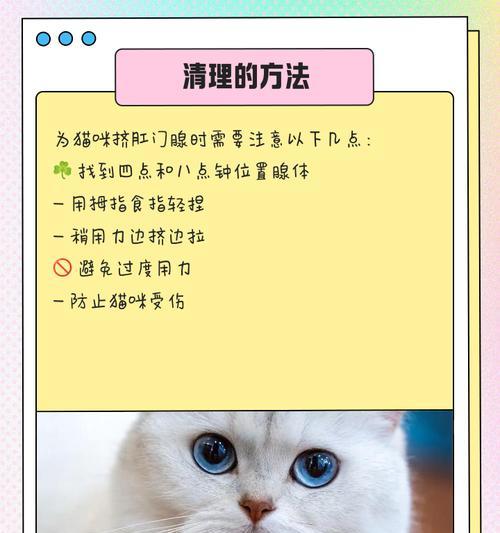 猫咪肛门腺问题及应对方法（了解猫咪肛门腺的功能与挤压的重要性，避免常见问题的发生）