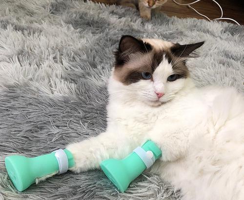 猫后脚受伤怎么办？——了解猫后脚弯曲走路的原因及应对方法