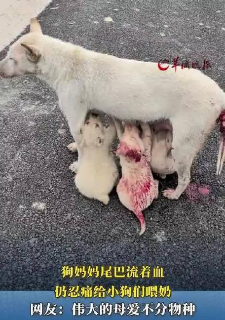 如何正确喂养刚刚出生的小狗（小狗喂奶时间、频率及注意事项）