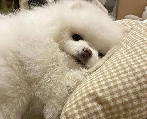 狗狗吠叫问题（了解你的狗狗为什么会不停吠叫，以及如何解决这个问题）