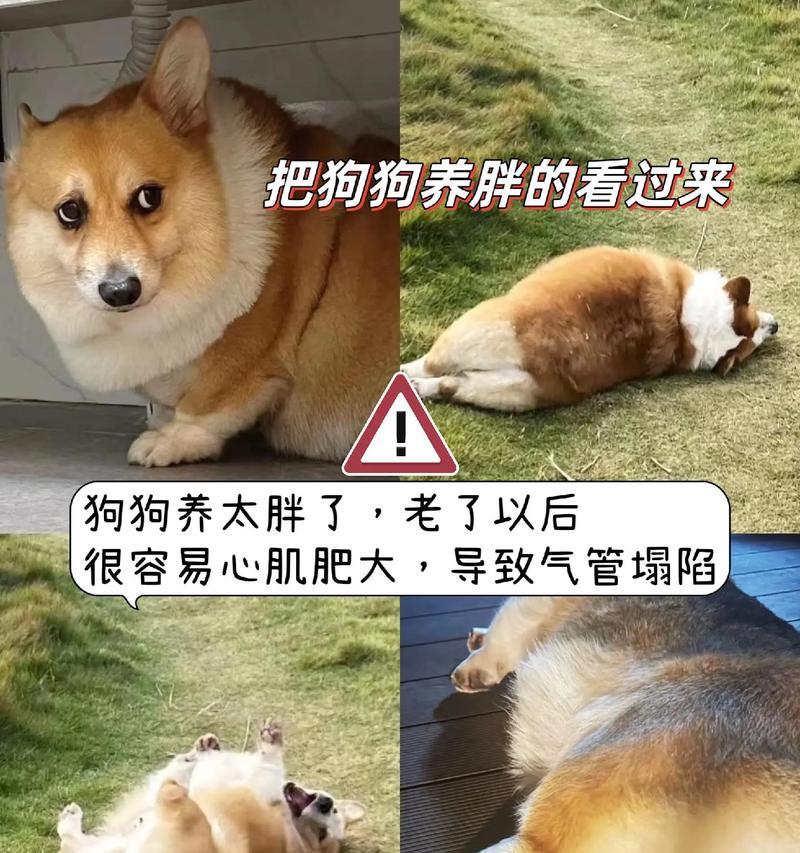 小型犬的寿命和养护要点（揭秘小型犬的寿命及养护必知问题）