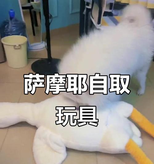 玩转萨摩（以萨摩玩具为主题，打造快乐互动的生活空间）