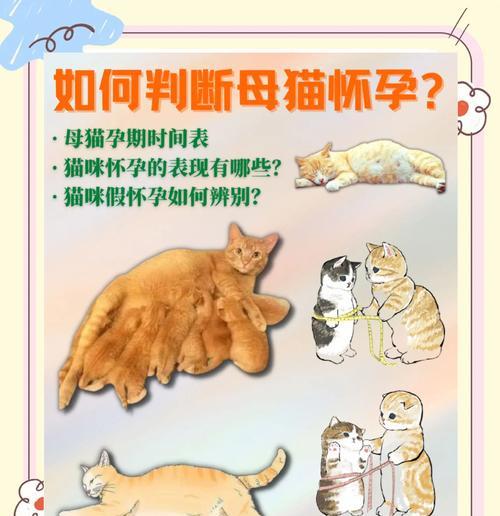 猫咪怀孕的表现和鉴别方法（从体态变化到行为转变，轻松判断猫咪是否怀孕）