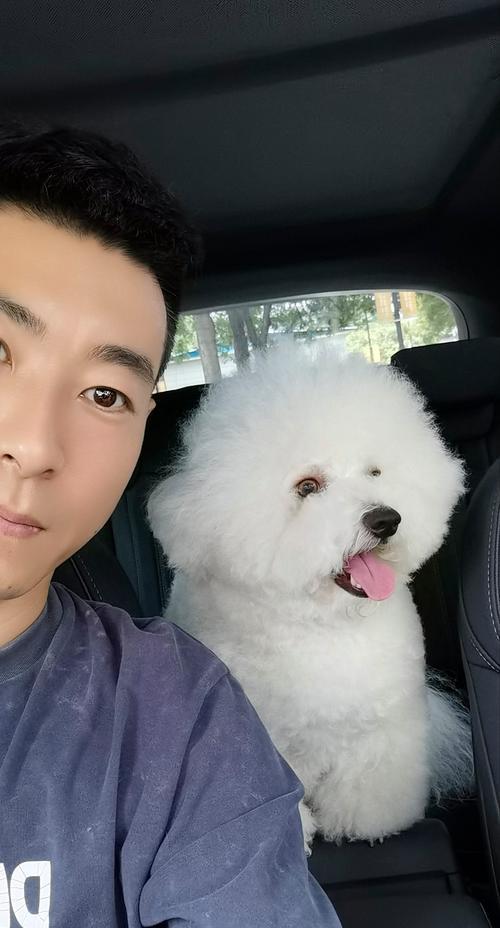 以盘点最常见的6种宠物犬价格标准（你的狗狗值多少钱？了解宠物犬价格的关键）