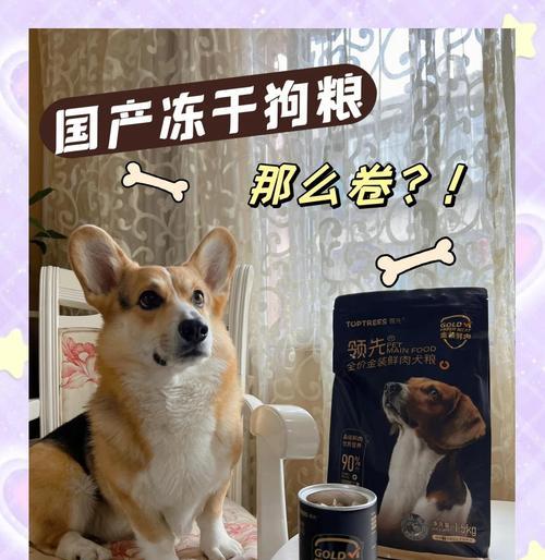 柯基吃幼犬粮需要多久？（饲养柯基幼犬的关键是什么？）