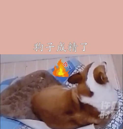 狗狗生气会持续多久？（探索狗狗情绪中的持续时间及其影响）