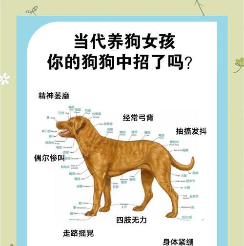 狗狗癫闲病的症状及处理方法（详解狗狗癫闲病的常见症状及如何帮助治疗）