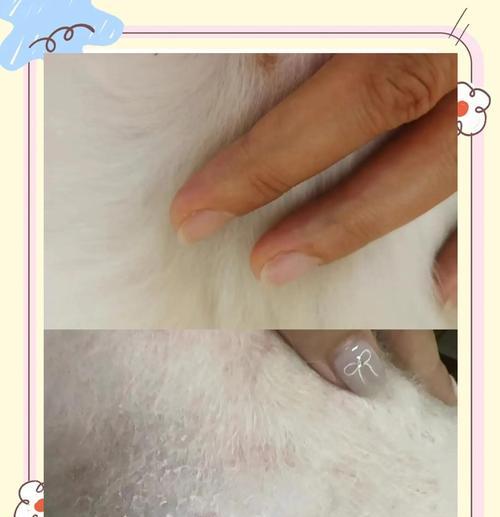 狗狗真菌感染的治疗时间究竟有多久？（真菌感染治疗所需时间因素分析与建议）