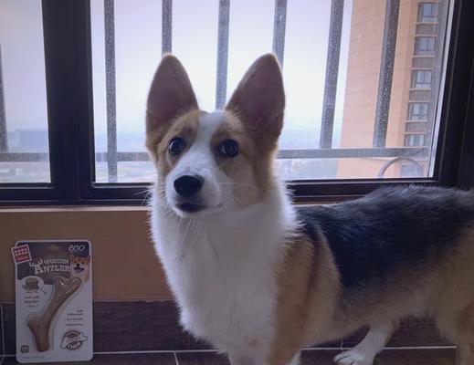 动物的磨牙习性（了解不同动物为什么要磨牙）