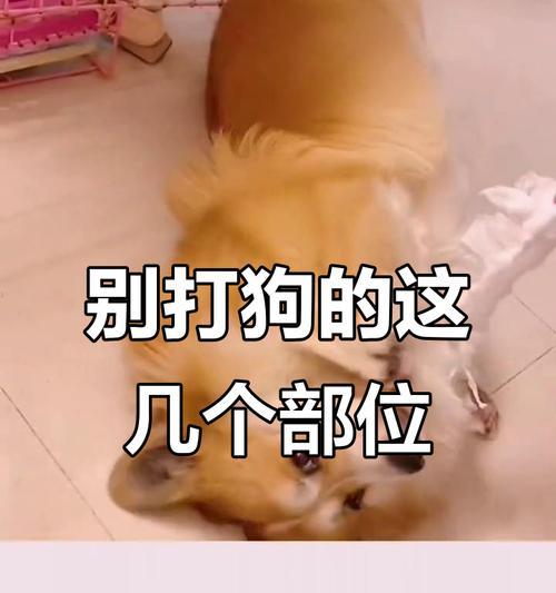 狗狗为什么喜欢躲起来？（探寻狗狗躲藏的原因与心理）