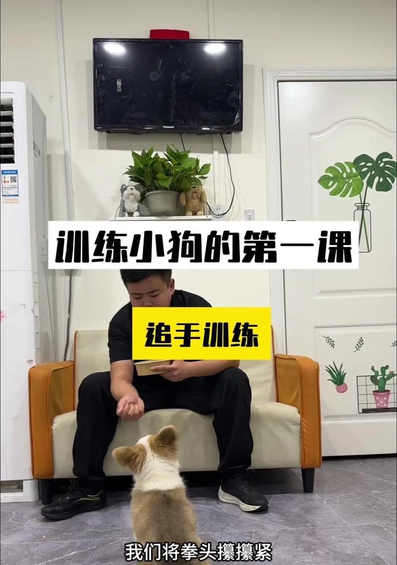 教会狗狗定点大小便的技巧（让你的宠物狗在正确的地点上厕所的关键方法）