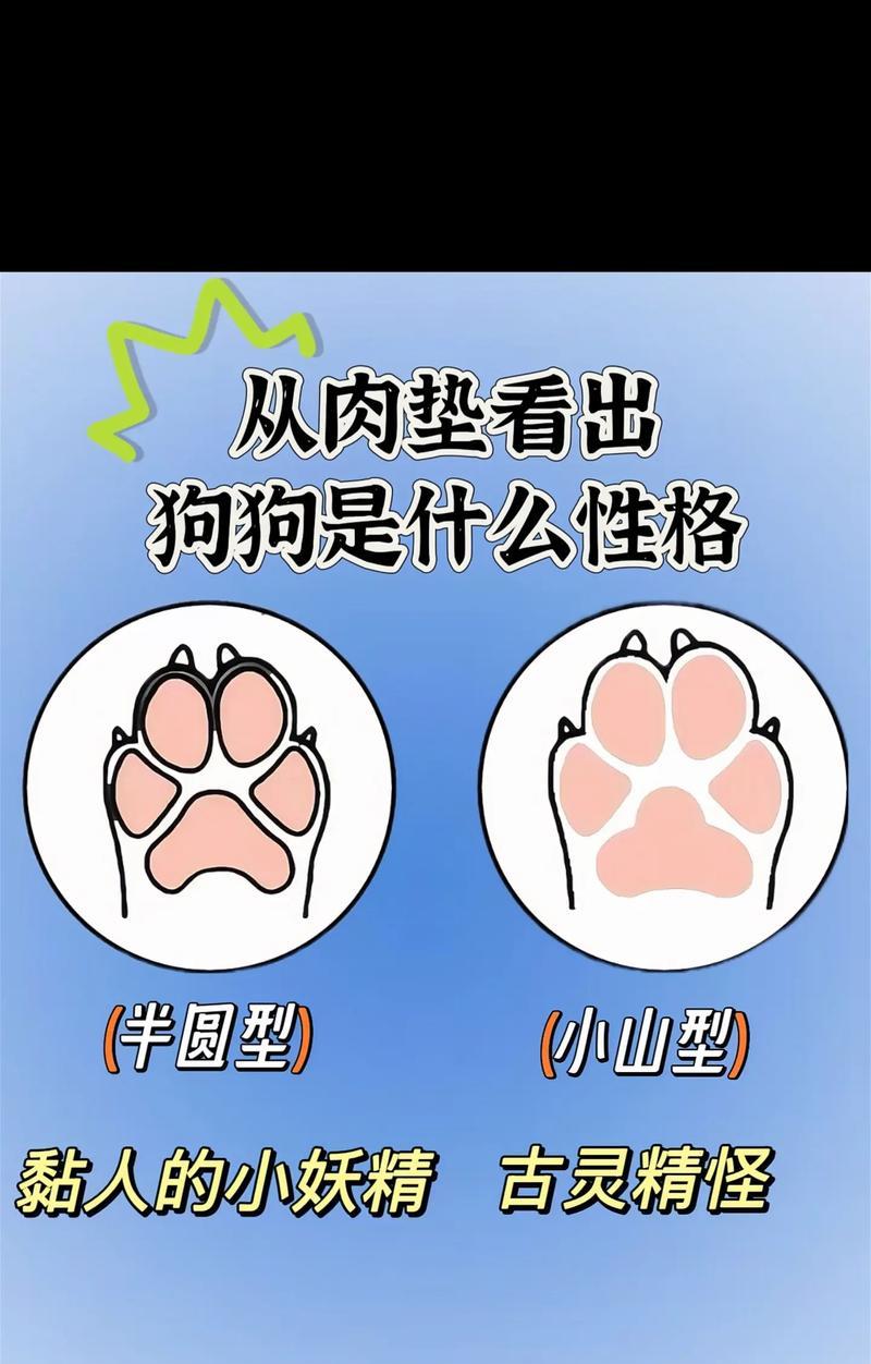 狗的性格特点——忠诚、友善与聪明（探究狗的性格特点及其影响关系）