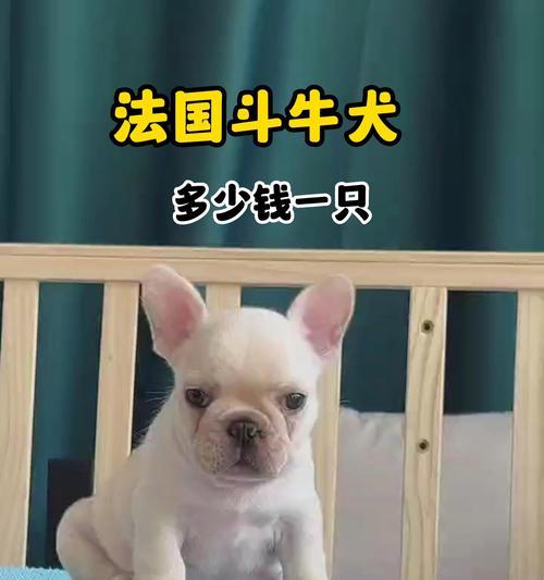 常见中小型宠物犬的价格盘点（了解市面上中小型宠物犬的价格及特点，帮助您选择合适的宠物犬）