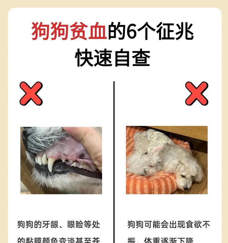 狗狗贫血的治疗方案及疗程时间（为您详解贫血犬的治愈过程及必要措施）