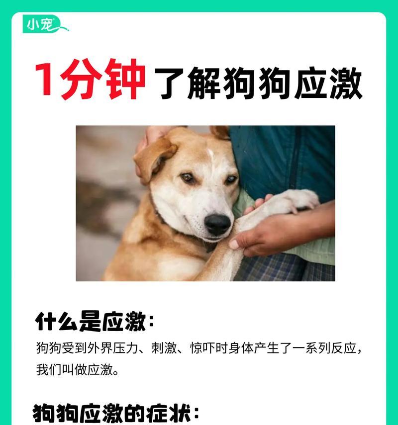 狗狗咬主人的原因及正确应对方法（分析狗狗轻咬主人的原因，帮助主人正确应对）