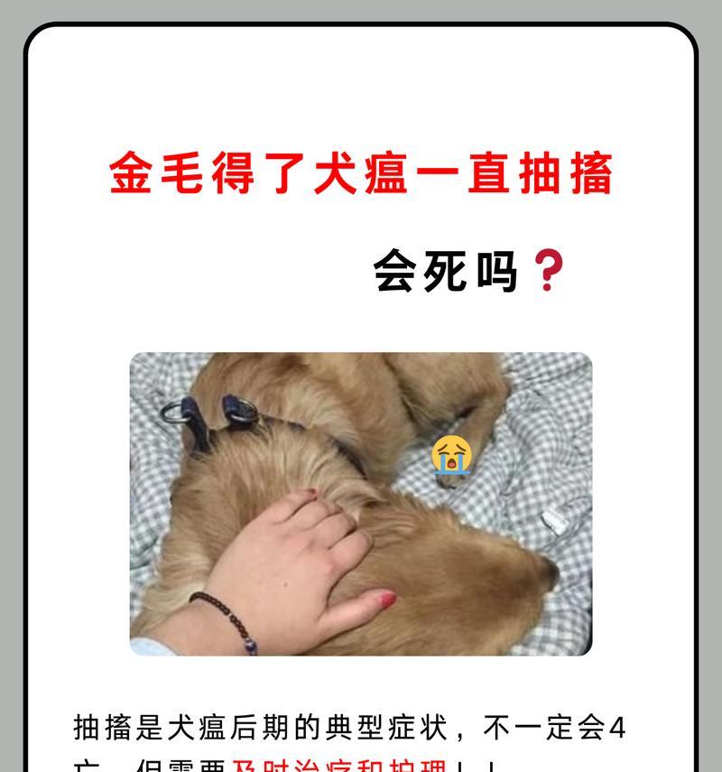 金毛犬瘟疫苗（探索金毛犬瘟疫苗的有效性和长期保护力）