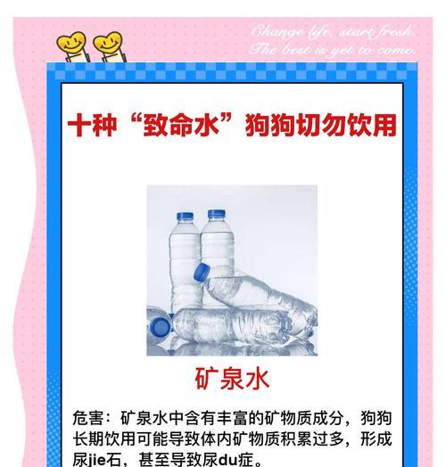 狗狗的饮水时间和费用管理指南（了解狗狗喝水的频率和水费节约的小贴士）