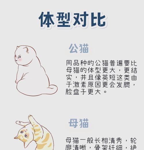 猫咪睡觉打鼾的原因及注意事项（揭秘猫咪打鼾的四大原因，铲屎官需警惕健康隐患）