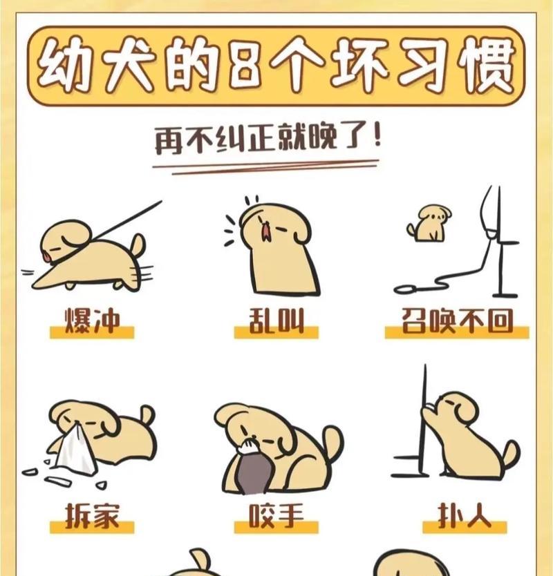 如何纠正狗狗咬人的坏习惯（控制狗狗咬人的关键技巧）