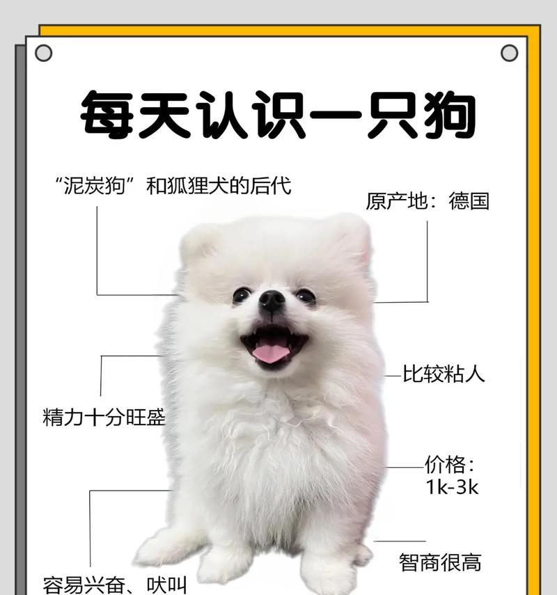 串博美的寿命之谜（探究串博美犬的寿命长短及影响因素）