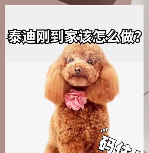 泰迪狗狗学会走路和排便的时间有多长？（探究泰迪狗狗学会走路和排便的进程和方法）