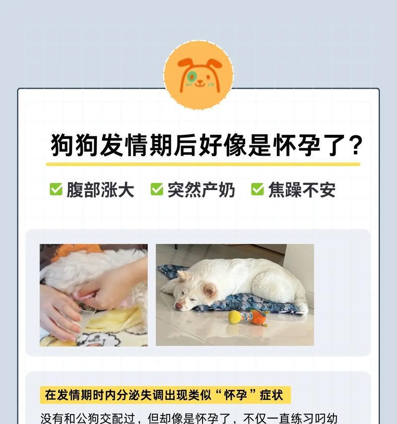 母狗首次怀孕的生育周期（了解母狗怀孕生育的时间节点和注意事项）