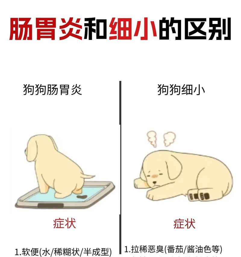了解狗狗肠炎初期症状，提早预防和治疗（一旦发现，及时采取措施保护宠物健康）