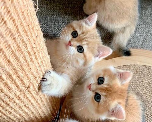 宠物猫的亲人特质（了解宠物猫的温柔、陪伴与依赖）