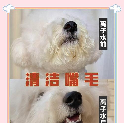 如何判断狗狗是否缺水？（饮水习惯与饮水方式的重要性）