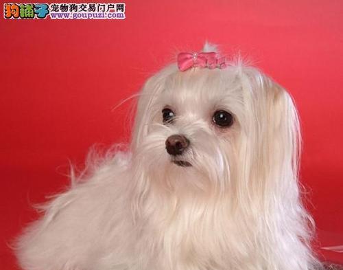 马尔济斯犬（揭秘高颜值马尔济斯犬的聪明才智）