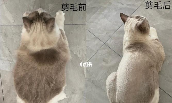 自家剪毛，三步掌握宠物剪毛的经济实惠方法（避免狗毛满天飞，让你的宠物在家也能享受舒适剪毛体验）