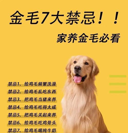 养一只金毛需要多少钱？（详细分析金毛养育成本及费用构成）