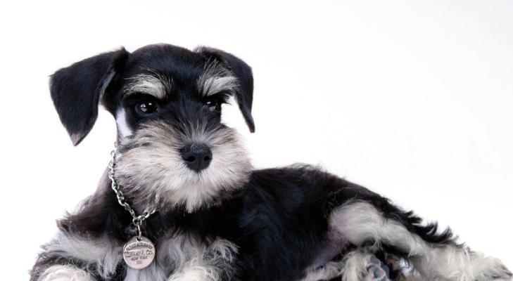 小型犬品种大全（探索迷你世界的小型犬狗狗）
