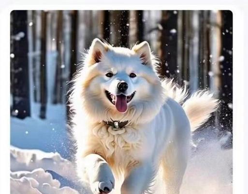 了解6种常见犬种的市场价值，你的狗能卖到多少钱？（犬种市场价值分析及卖狗价格的关键因素解析）