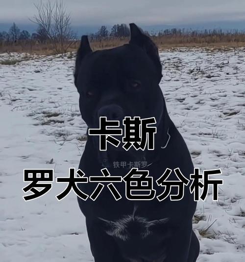 以卡斯罗幼犬价格的影响因素（了解以卡斯罗幼犬价格的关键因素及其影响）