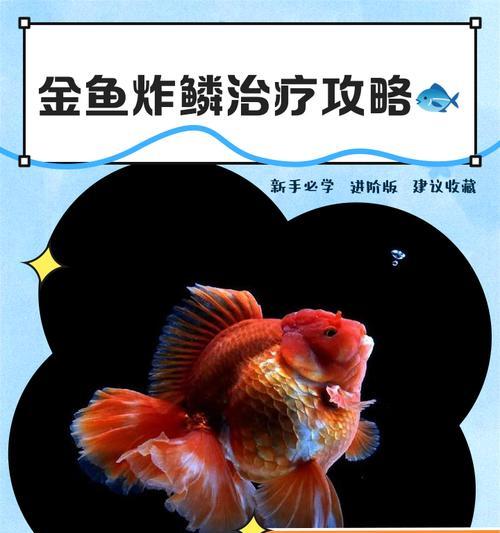 金鱼立鳞病的症状、治疗及预防措施（了解金鱼立鳞病，守护你的宠物健康）
