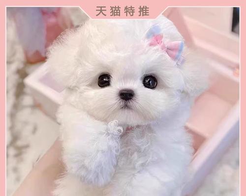 法国茶杯犬的寿命之谜（解密法国茶杯犬长寿的秘诀）