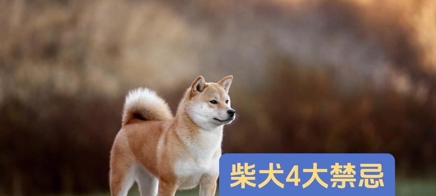 狗狗的蔬果益友（为你的狗狗增添健康的美味）