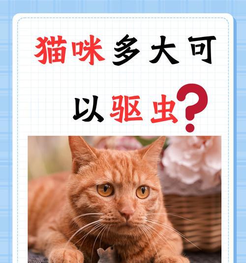 猫妈离开小猫咪背后的深意（揭秘母猫离开幼崽的真正原因及时间安排）