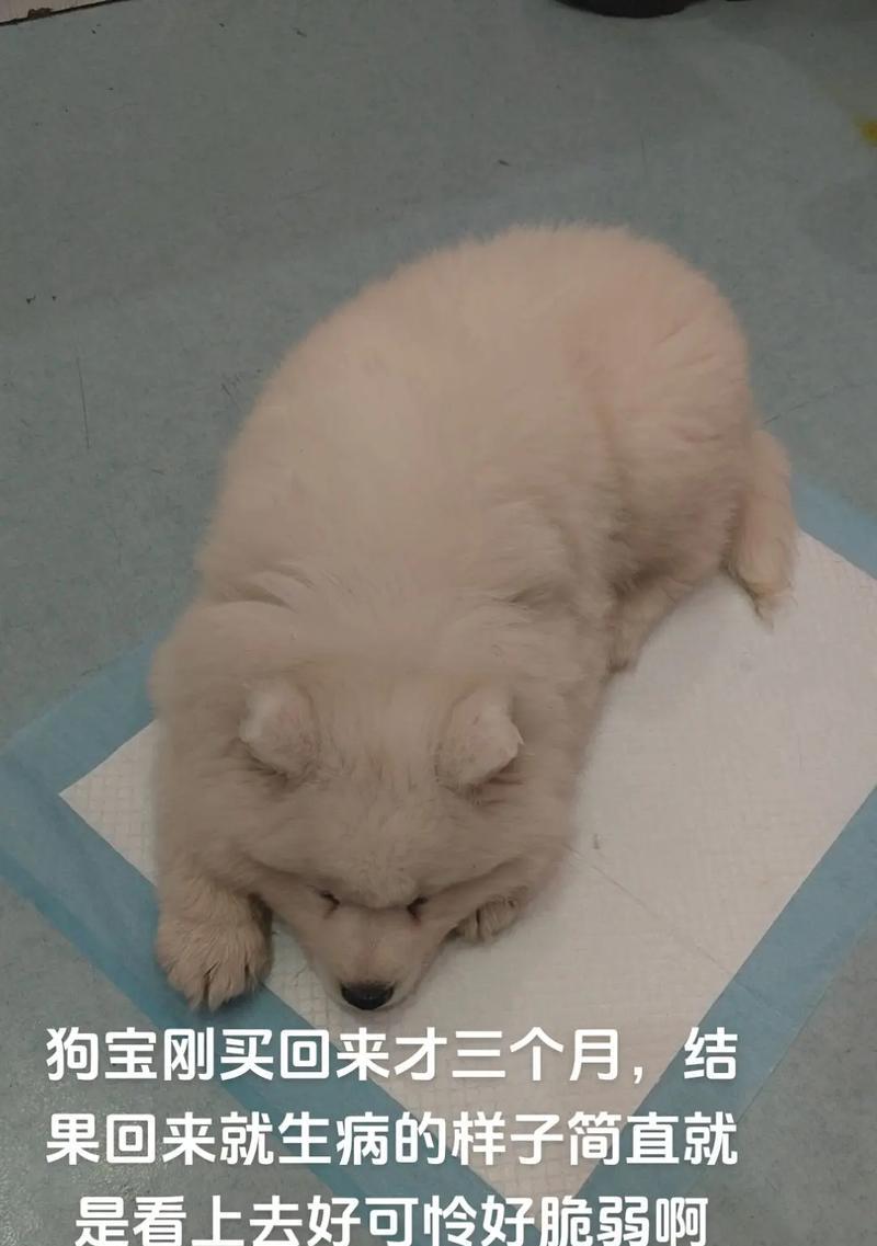 摩莎的寿命之谜（揭秘摩莎存活的奇迹）