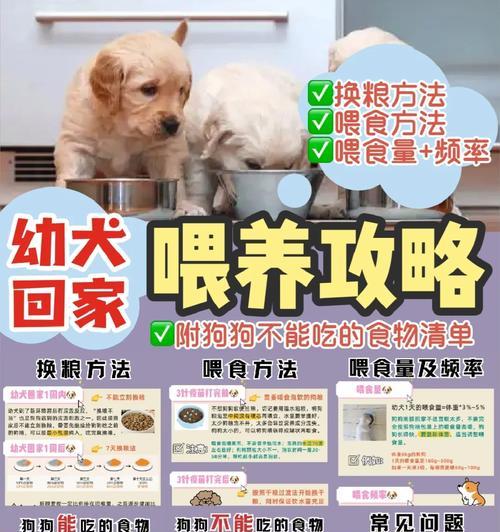 如何喂养2个月大的狗狗？（幼犬喂养的小知识）