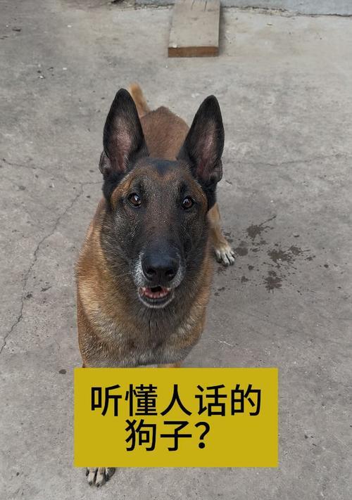 中国听话的狗的品种与特点（中国听话的狗种类丰富多样，其中以“听话”为主。）
