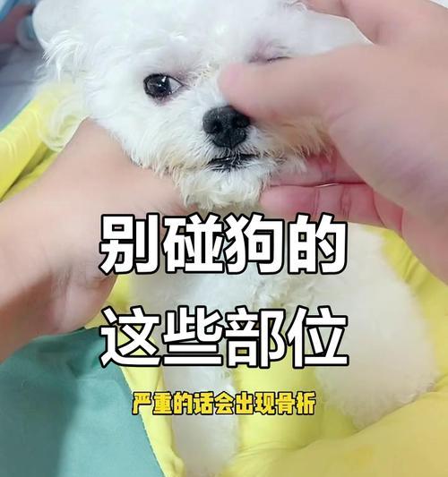 狗狗哪些部位怕打？（揭秘狗狗的恐惧之源）